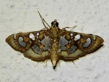 Glyphodella flavibrunnea